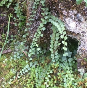 Asplenium flabellifolium at Coree, ACT - 20 May 2020 04:01 PM