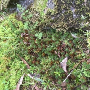 Polytrichaceae at Coree, ACT - 20 May 2020