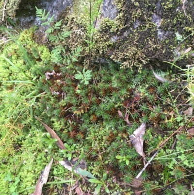 Polytrichaceae sp. (family) (A moss) at Coree, ACT - 20 May 2020 by JaneR