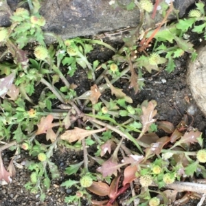 Centipeda minima subsp. minima at Stromlo, ACT - 20 May 2020