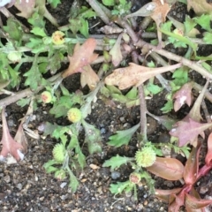 Centipeda minima subsp. minima at Stromlo, ACT - 20 May 2020