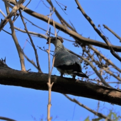 Lopholaimus antarcticus (Topknot Pigeon) at Black Range, NSW - 19 Nov 2017 by AndrewMcCutcheon