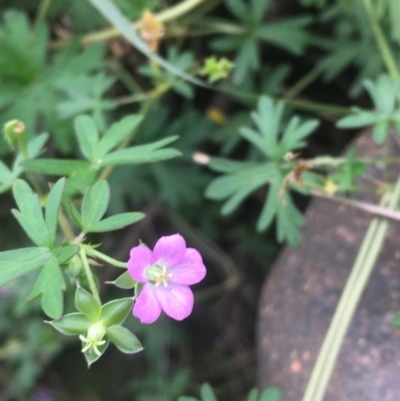 Geranium solanderi (Native Geranium) at Coree, ACT - 20 May 2020 by JaneR