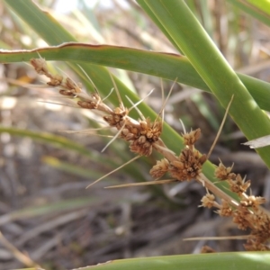 Lomandra longifolia at Greenway, ACT - 22 Jan 2020