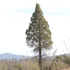 Callitris endlicheri (Black Cypress Pine) at Greenway, ACT - 22 Jan 2020 by michaelb