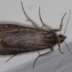 Achyra affinitalis (Cotton Web Spinner) at Ainslie, ACT - 20 May 2020 by jb2602