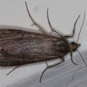 Achyra affinitalis at Ainslie, ACT - 20 May 2020