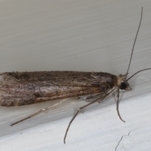 Achyra affinitalis at Ainslie, ACT - 20 May 2020