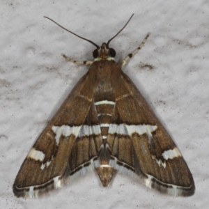 Spoladea recurvalis at Ainslie, ACT - 20 May 2020