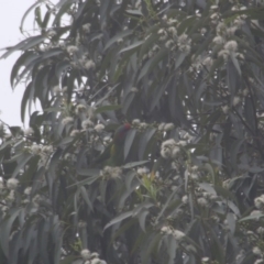 Glossopsitta concinna (Musk Lorikeet) at Budgong, NSW - 6 Feb 2020 by Ry