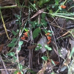 Einadia nutans subsp. nutans (Climbing Saltbush) at Kameruka, NSW - 21 May 2020 by LisaWhite