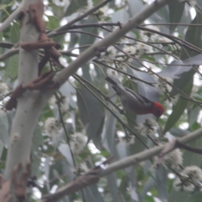 Myzomela sanguinolenta (Scarlet Honeyeater) at Budgong, NSW - 17 Jan 2020 by Ry