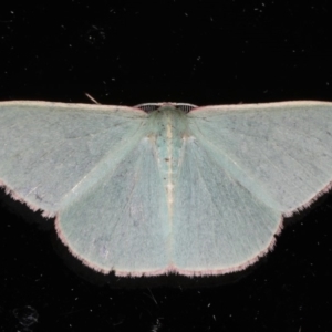 Chlorocoma dichloraria at Ainslie, ACT - 20 May 2020