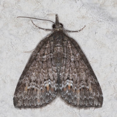 Microdes squamulata (Dark-grey Carpet) at Ainslie, ACT - 20 May 2020 by jb2602