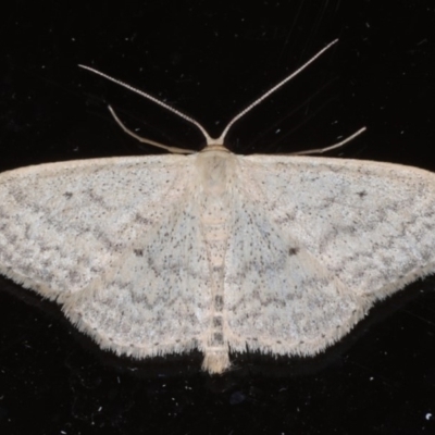 Scopula optivata (Varied Wave) at Ainslie, ACT - 20 May 2020 by jb2602