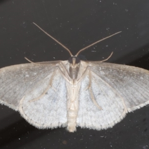 Scopula optivata at Ainslie, ACT - 20 May 2020