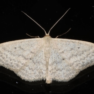 Scopula optivata at Ainslie, ACT - 20 May 2020