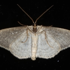 Scopula optivata at Ainslie, ACT - 20 May 2020