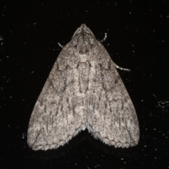 Lepidoptera unclassified ADULT moth (Unidentified - Moth) at Ainslie, ACT - 20 May 2020 by jb2602