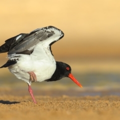 Haematopus longirostris (Australian Pied Oystercatcher) at Tathra, NSW - 19 May 2020 by Leo