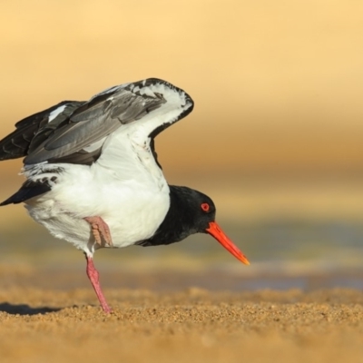 Haematopus longirostris (Australian Pied Oystercatcher) at Tathra, NSW - 19 May 2020 by Leo