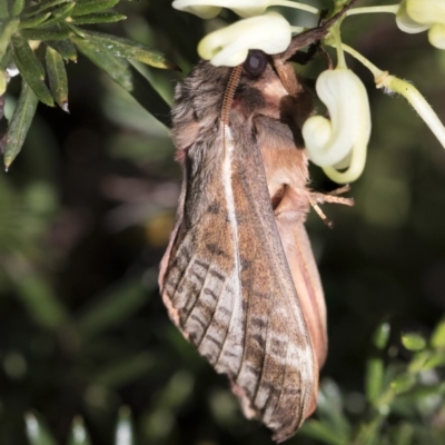 Oxycanus dirempta (Variable Oxycanus) at Higgins, ACT - 21 May 2020 by AlisonMilton