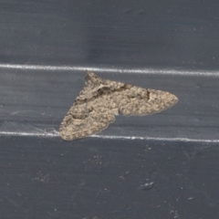 Phrissogonus laticostata (Apple looper moth) at Higgins, ACT - 21 May 2020 by AlisonMilton