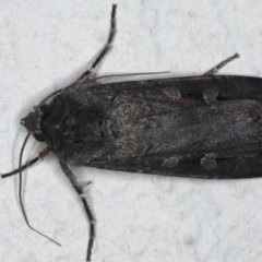 Agrotis infusa (Bogong Moth, Common Cutworm) at Ainslie, ACT - 20 May 2020 by jb2602