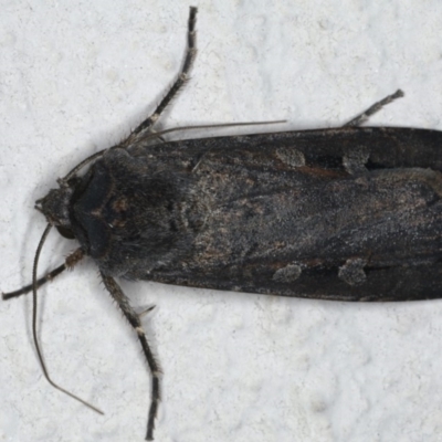 Agrotis infusa (Bogong Moth, Common Cutworm) at Ainslie, ACT - 20 May 2020 by jb2602