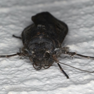 Agrotis infusa at Ainslie, ACT - 20 May 2020