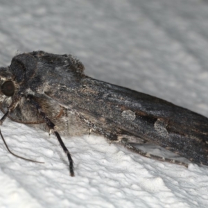 Agrotis infusa at Ainslie, ACT - 20 May 2020