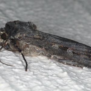 Agrotis infusa at Ainslie, ACT - 20 May 2020