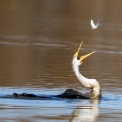 Anhinga novaehollandiae (Australasian Darter) at Fyshwick, ACT - 15 May 2020 by WHall