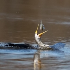 Anhinga novaehollandiae at Fyshwick, ACT - 15 May 2020