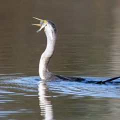 Anhinga novaehollandiae at Fyshwick, ACT - 15 May 2020