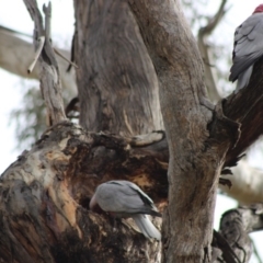 Eolophus roseicapilla (Galah) at Hughes, ACT - 20 May 2020 by kieranh