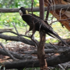 Zanda funerea (Yellow-tailed Black-Cockatoo) at Deakin, ACT - 20 May 2020 by kieranh