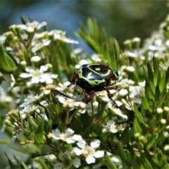 Eupoecila australasiae (Fiddler Beetle) at Black Range, NSW - 4 Jan 2019 by AndrewMcCutcheon