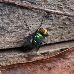 Amenia imperialis (Yellow-headed blowfly) at Black Range, NSW - 22 Feb 2019 by AndrewMcCutcheon
