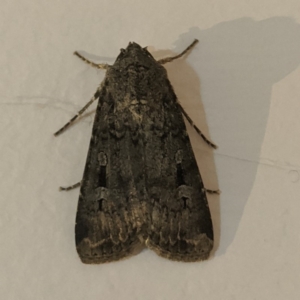 Agrotis infusa at Kambah, ACT - 21 May 2020