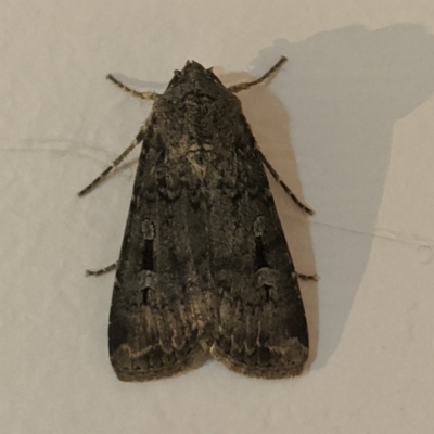 Agrotis infusa (Bogong Moth, Common Cutworm) at Kambah, ACT - 21 May 2020 by HelenCross