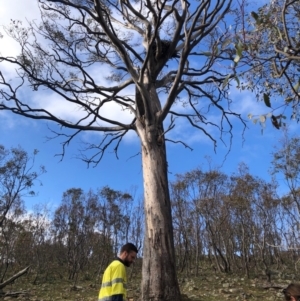 Aquila audax at Tharwa, ACT - 21 May 2020