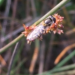 Simosyrphus grandicornis (Common hover fly) at Mount Majura - 21 May 2020 by JaneR