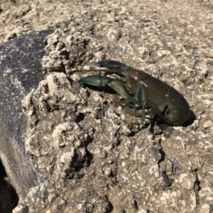 Cherax destructor at Curtin, ACT - 17 Apr 2020 09:53 AM