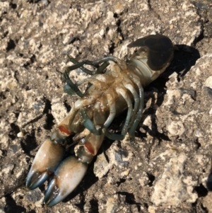 Cherax destructor at Curtin, ACT - 17 Apr 2020