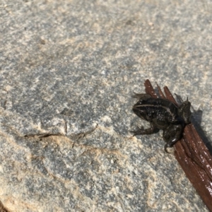 Limnodynastes tasmaniensis at Molonglo Valley, ACT - 13 Apr 2020