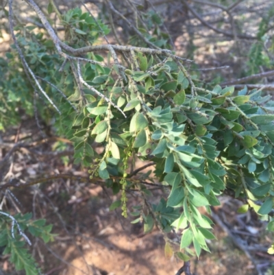 Acacia vestita (Hairy Wattle) at Hackett, ACT - 21 May 2020 by JaneR