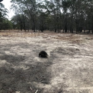 Tachyglossus aculeatus at Stromlo, ACT - 15 Jan 2020