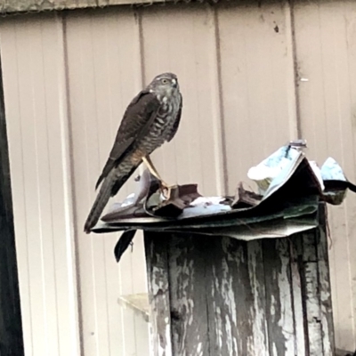 Accipiter cirrocephalus (Collared Sparrowhawk) at Wandiyali-Environa Conservation Area - 21 May 2020 by Wandiyali