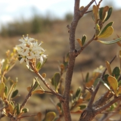 Bursaria spinosa (Native Blackthorn, Sweet Bursaria) at Greenway, ACT - 22 Jan 2020 by MichaelBedingfield